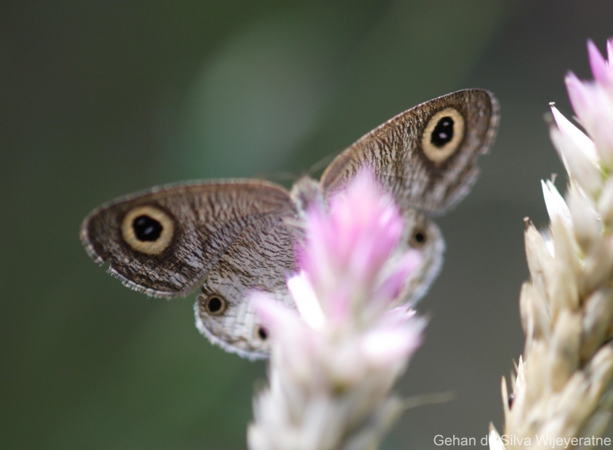 Ypthima ceylonica Hewitson, 1864